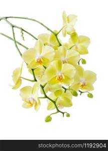 Many flowers of yellow Phalaenopsis Orchid isolated on a white background