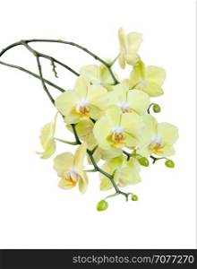 Many flowers of yellow Phalaenopsis Orchid isolated on a white background