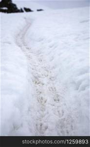 Many footprints of penguins through deep snow form the Penguin Highway