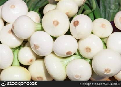 many fresh onion with leaf