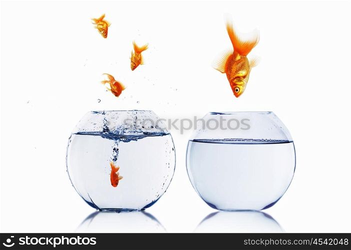 many gold fish together as symbol of teamwork