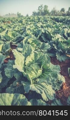 Many green cabbages in the agriculture fields (Vintage filter effect used)