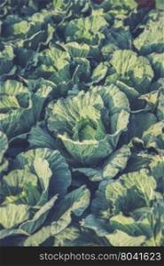 Many green cabbages in the agriculture fields (Vintage filter effect used)