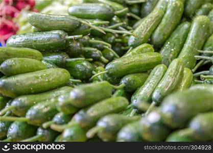 Many Green fresh cucumbers are sale on a stall at grocery food store. Many Green fresh cucumbers are sale on a stall