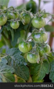 Many green tomatoes hanging on branches of growing plants