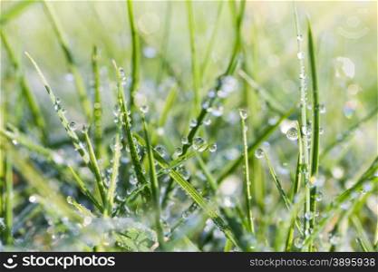 Many hanging water drops on green grass leaves at dawn