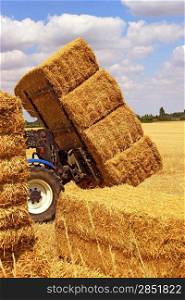 many haystacks piled on a truck in a field of wheat