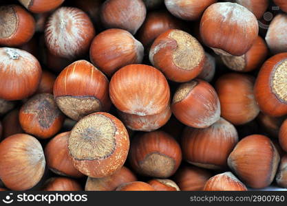 many hazeknuts very close up