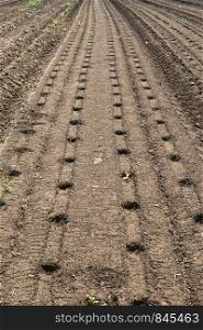 Many holes prepared for planting. Agriculture new plants concept.