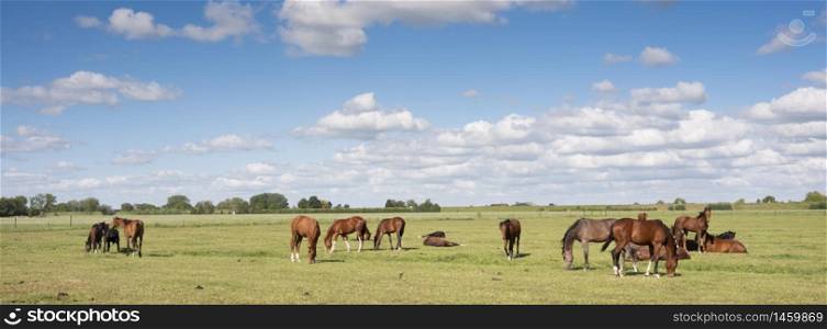 many horses in green meadow under blue sky in holland