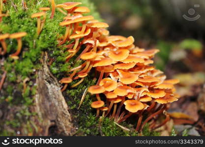 Many inedible mushrooms in wet autumn wood