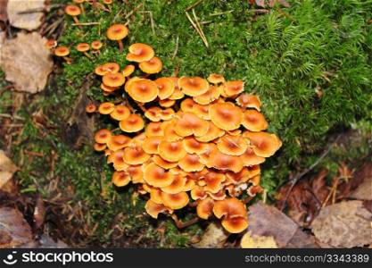 Many inedible mushrooms in wet autumn wood
