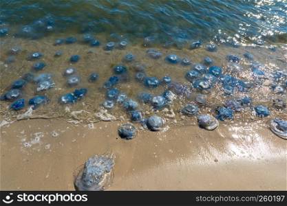 many jellyfish alive and dead on the Black Sea coast, Ukraine