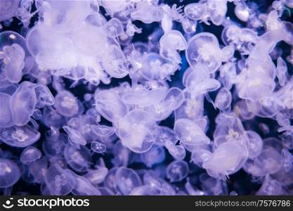 Many jellyfishes aurelia aurita in blue water as nature sea life background