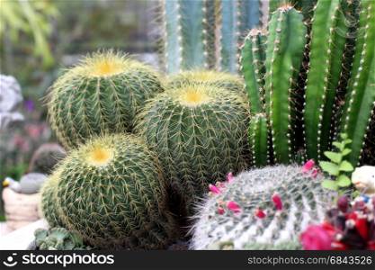 many kind of beautiful cactus in flowerpot. beautiful cactus in flowerpot