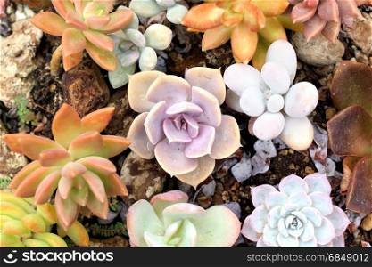 many kind of miniature echeveria succulent plant