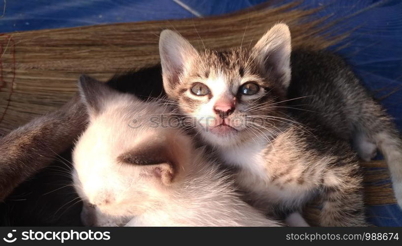 Many kittens are sleeping together on a broom.