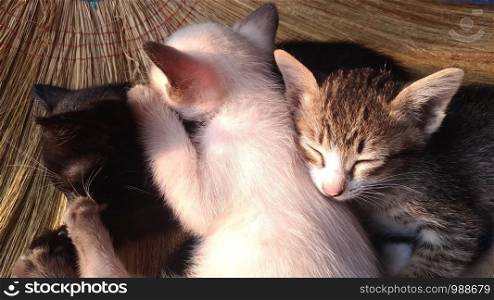 Many kittens are sleeping together on a broom.