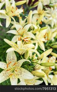 Many large flowers of light yellow mottled lilies outdoors close-up