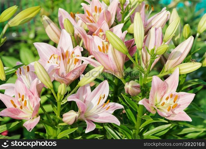 Many large flowers of pink lilies outdoors close-up