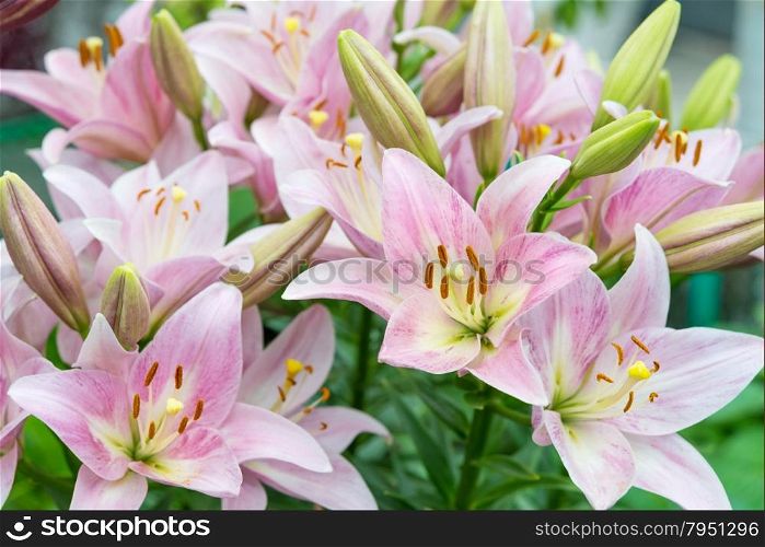 Many large flowers of pink lilies outdoors close-up