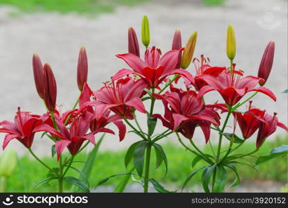 Many large flowers of red lilies outdoors close-up