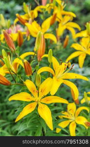 Many large flowers of saturated yellow spotted lilies outdoors close-up