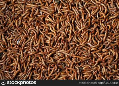 many larvae of beetle background close up