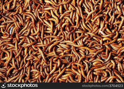 many larvae of beetle background close up