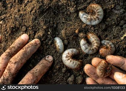 Many larvae of the beetle are in loamy soil.