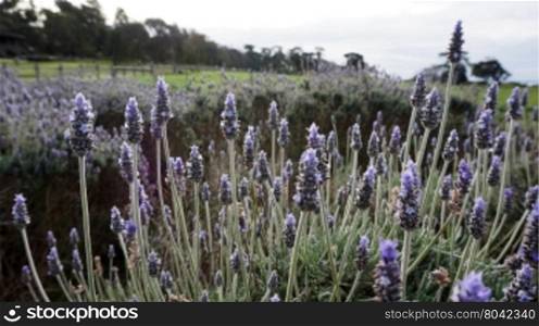 Many Lavender flowers in the field in spring