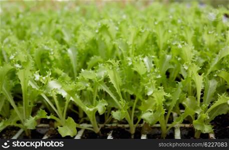 many lettuce sprouts in a row