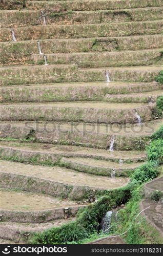 Many levels of Longsheng Rice Terraces, China