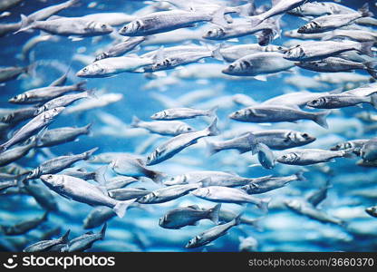 Many mackerel fish, underwater view