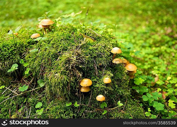 Many mushrooms growing in a forest.
