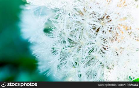 Many of dew drops on dandelion in the morning of spring season. Beautiful water drops on white flower. Macro shot detail of dew drops on dandelion in the organic garden. Nature abstract background.
