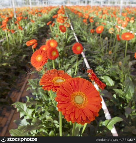 many orange gerbera flowers in greenhouse in holland