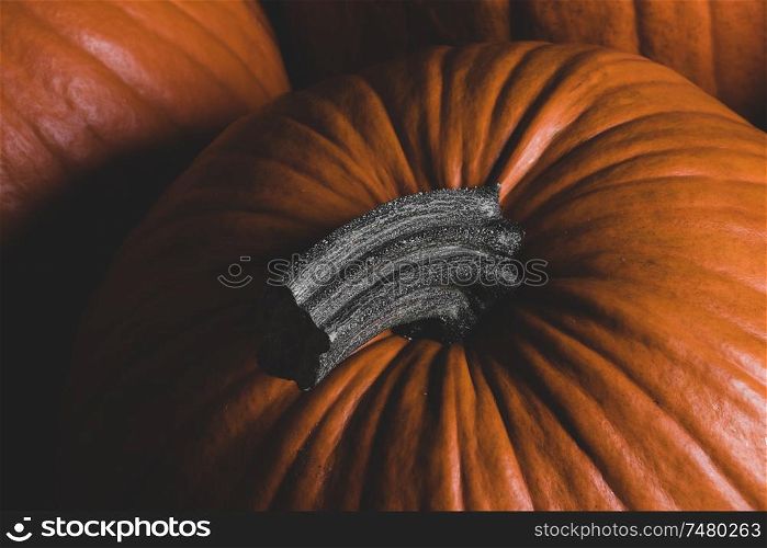 Many orange pumpkins background , Halloween holiday concept. Many pumpkins background