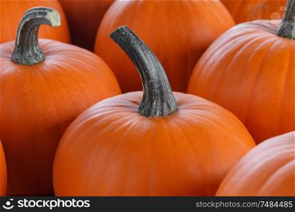 Many orange pumpkins background , Halloween holiday concept. Many pumpkins background