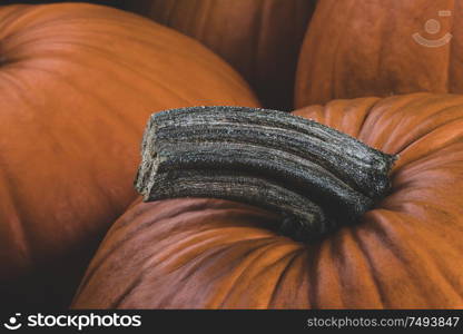 Many orange pumpkins background , Halloween holiday concept. Many pumpkins background