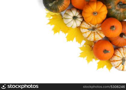 Many orange pumpkins. Many colorful pumpkins frame isolated on white background, autumn harvest, Halloween or Thanksgiving concept
