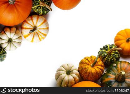 Many orange pumpkins. Many colorful pumpkins frame isolated on white background, autumn harvest, Halloween or Thanksgiving concept