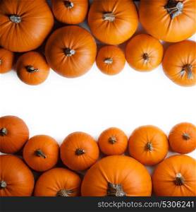 Many orange pumpkins. Many orange pumpkins frame isolated on white background, autumn harvest, Halloween or Thanksgiving concept