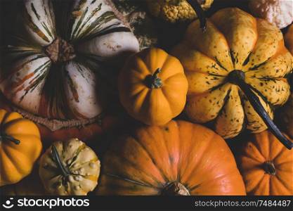 Many orange pumpkins on wooden background, Halloween concept. Pumpkins on wooden background