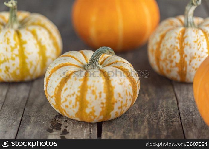 Many orange pumpkins on wooden background , Halloween or Thanksgiving day concept. Pumpkins on wooden background