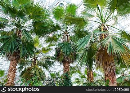 Many palms in the conservatory