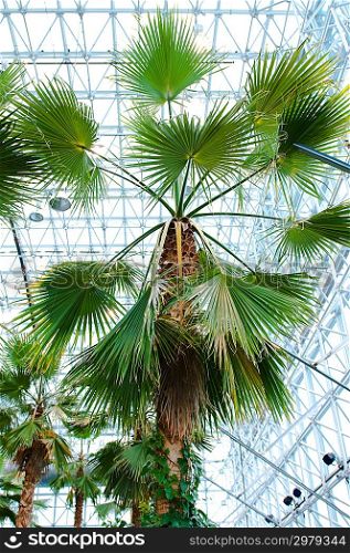 Many palms in the conservatory