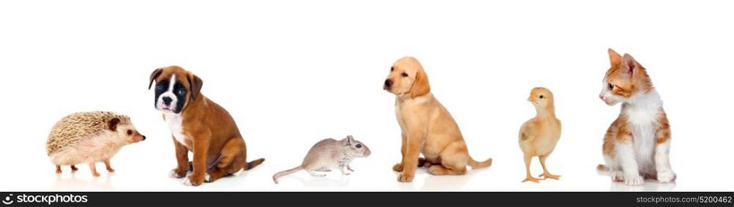 Many pets isolated on a white background