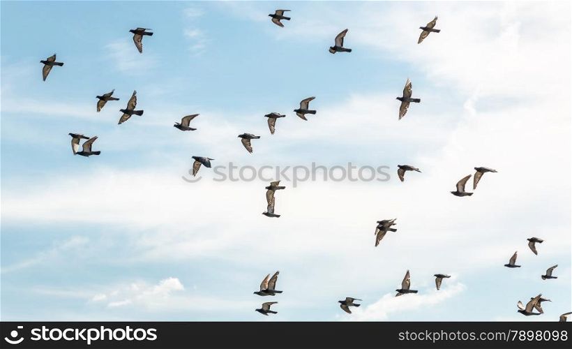 Many pigeons flying high up in the air with its wings spread