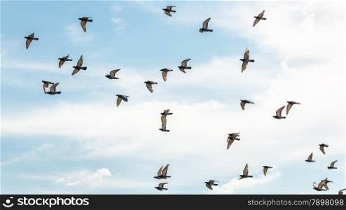 Many pigeons flying high up in the air with its wings spread